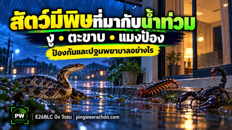 สัตว์มีพิษ ที่มากับน้ำท่วม งู ตะขาบ แมงป่อง ป้องกันและปฐมพยาบาลอย่างไร